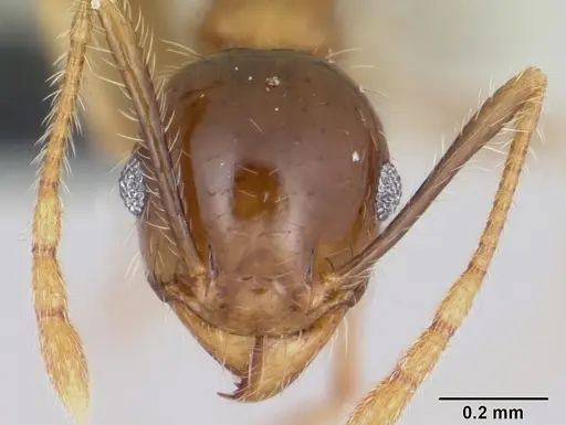 Pheidole megacephala specimen CASENT0104905 image casent0104905_2