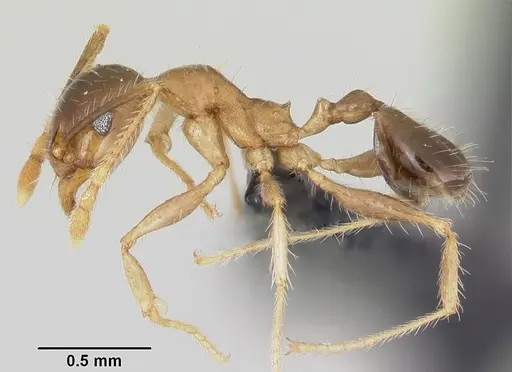 Pheidole megacephala specimen CASENT0104905 image casent0104905_3