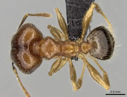 Pheidole megacephala specimen CASENT0104990 image casent0104990_1