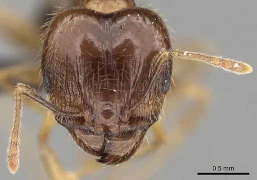 Pheidole megacephala specimen CASENT0104990 image casent0104990_2