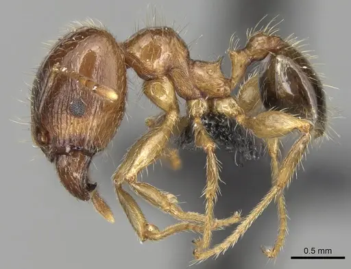 Pheidole megacephala specimen CASENT0104990 image casent0104990_3