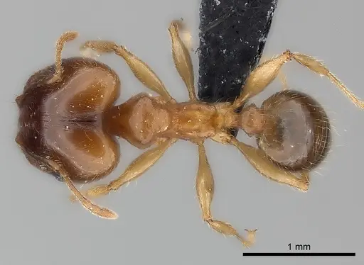 Pheidole megacephala specimen CASENT0116052 image casent0116052_1
