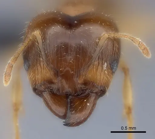 Pheidole megacephala specimen CASENT0116052 image casent0116052_2