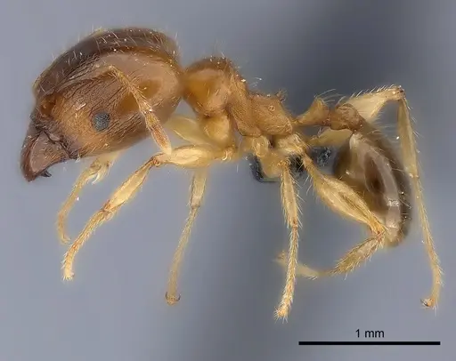 Pheidole megacephala specimen CASENT0116052 image casent0116052_3