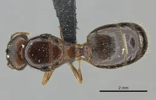 Pheidole megacephala specimen CASENT0118192 image casent0118192_1