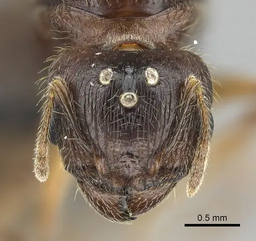 Pheidole megacephala specimen CASENT0118192 image casent0118192_2