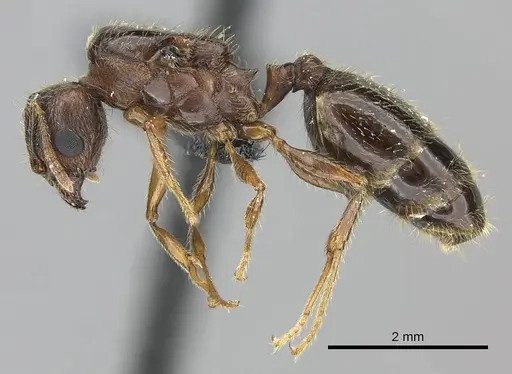 Pheidole megacephala specimen CASENT0118192 image casent0118192_3