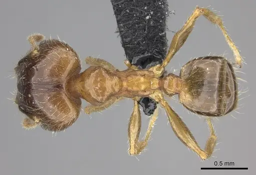 Pheidole megacephala specimen CASENT0118193 image casent0118193_1