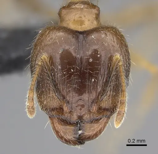 Pheidole megacephala specimen CASENT0118193 image casent0118193_2