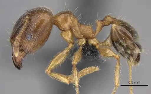 Pheidole megacephala specimen CASENT0118193 image casent0118193_3