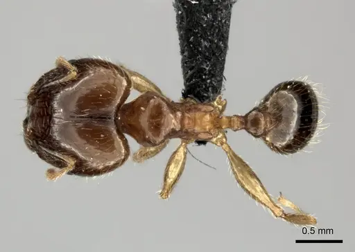 Pheidole megacephala specimen CASENT0121780 image casent0121780_1