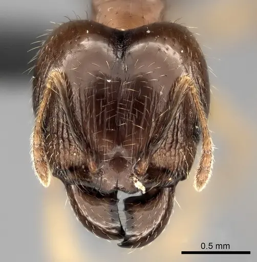 Pheidole megacephala specimen CASENT0121780 image casent0121780_2