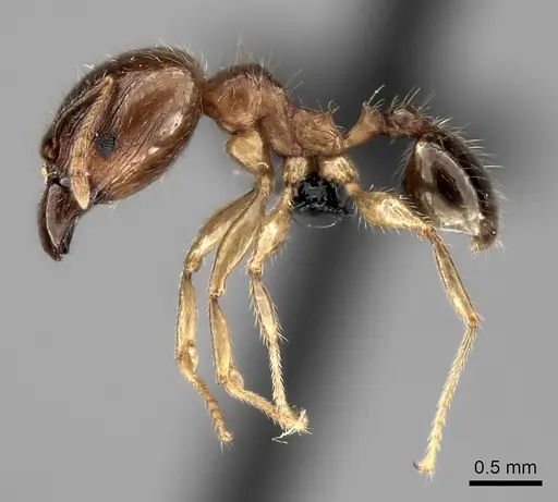 Pheidole megacephala specimen CASENT0121780 image casent0121780_3