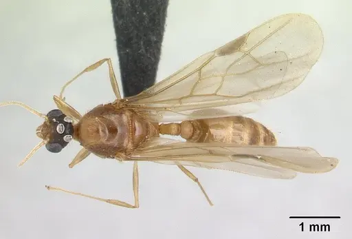 Pheidole megacephala specimen CASENT0134924 image casent0134924_1