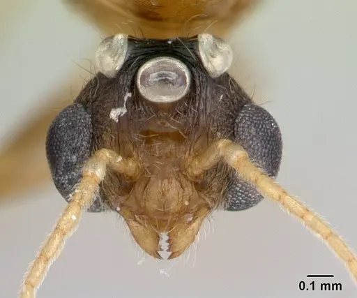 Pheidole megacephala specimen CASENT0134924 image casent0134924_2