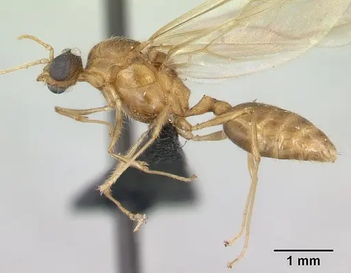 Pheidole megacephala specimen CASENT0134924 image casent0134924_3