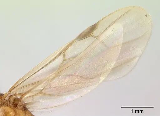 Pheidole megacephala specimen CASENT0134924 image casent0134924_4