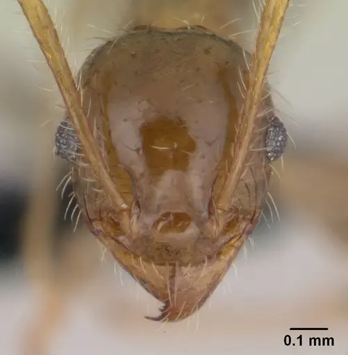 Pheidole megacephala specimen CASENT0146859 image casent0146859_2