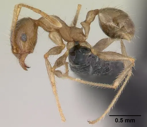 Pheidole megacephala specimen CASENT0146859 image casent0146859_3