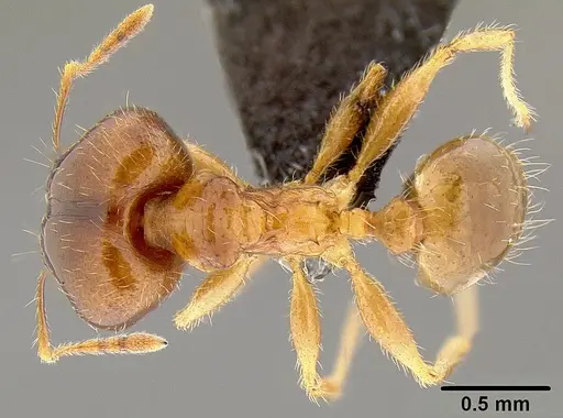 Pheidole megacephala specimen CASENT0171036 image casent0171036_1