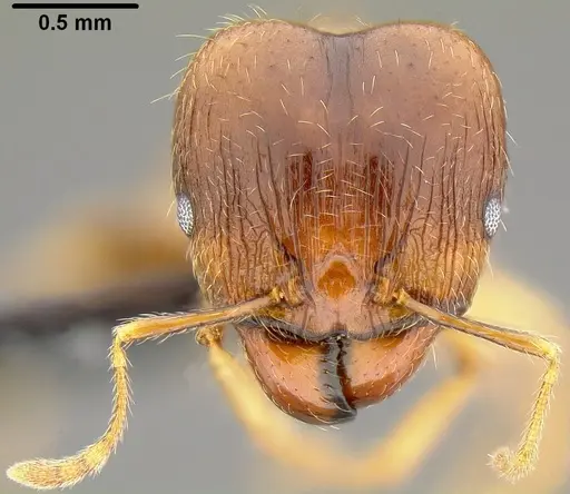 Pheidole megacephala specimen CASENT0171036 image casent0171036_2