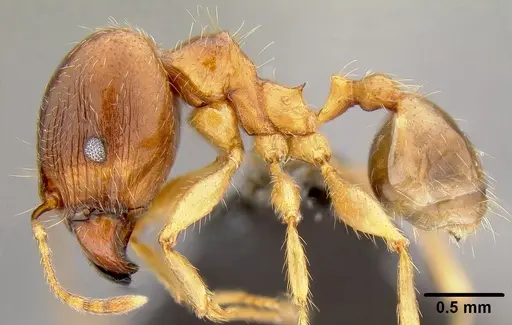Pheidole megacephala specimen CASENT0171036 image casent0171036_3