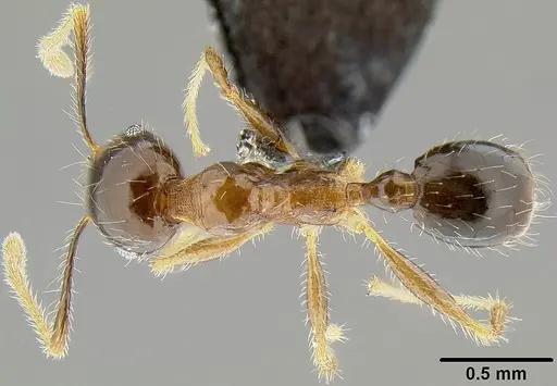 Pheidole megacephala specimen CASENT0171092 image casent0171092_1