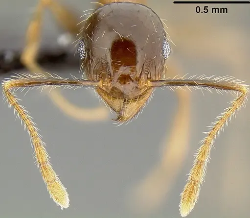 Pheidole megacephala specimen CASENT0171092 image casent0171092_2
