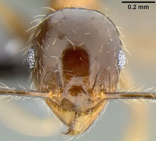 Pheidole megacephala specimen CASENT0171092 image casent0171092_3