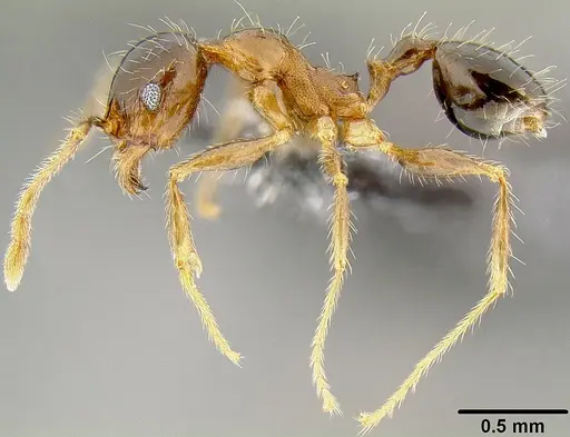 Pheidole megacephala specimen CASENT0171092 image casent0171092_4