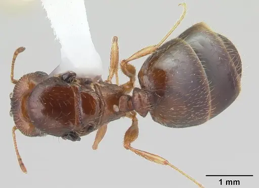 Pheidole megacephala specimen CASENT0178407 image casent0178407_1