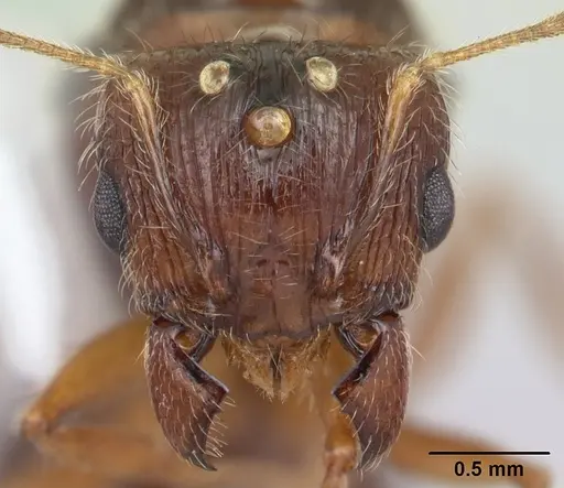 Pheidole megacephala specimen CASENT0178407 image casent0178407_2