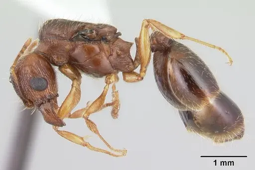 Pheidole megacephala specimen CASENT0178407 image casent0178407_3
