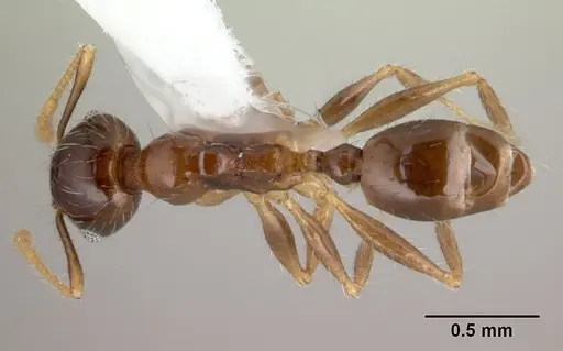 Pheidole megacephala specimen CASENT0178408 image casent0178408_1