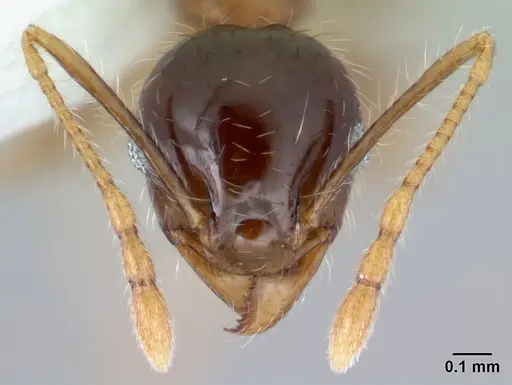 Pheidole megacephala specimen CASENT0178408 image casent0178408_2