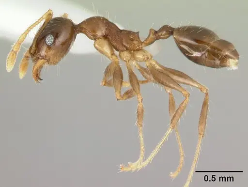 Pheidole megacephala specimen CASENT0178408 image casent0178408_3