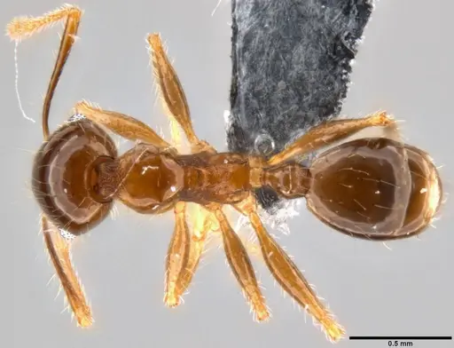 Pheidole megacephala specimen CASENT0199152 image casent0199152_1