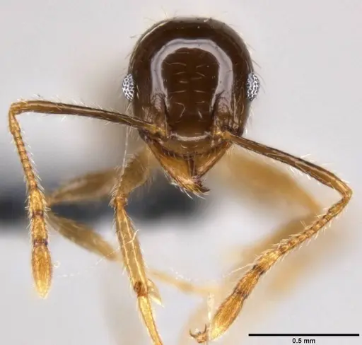 Pheidole megacephala specimen CASENT0199152 image casent0199152_2