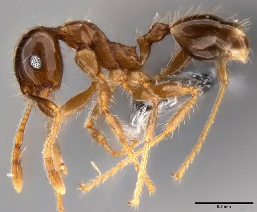Pheidole megacephala specimen CASENT0199152 image casent0199152_3