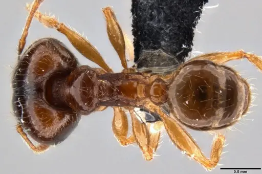 Pheidole megacephala specimen CASENT0199154 image casent0199154_1