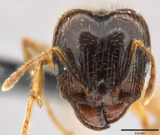 Pheidole megacephala specimen CASENT0199154 image casent0199154_2