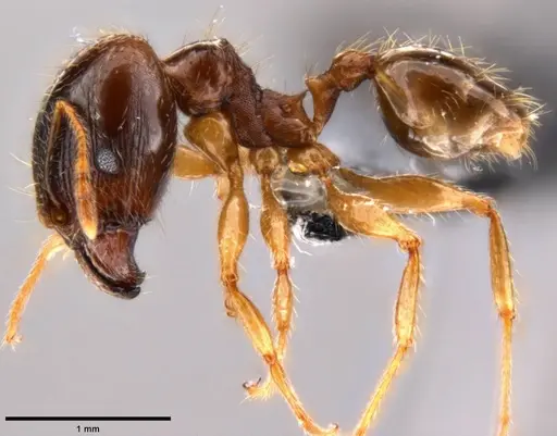 Pheidole megacephala specimen CASENT0199154 image casent0199154_3