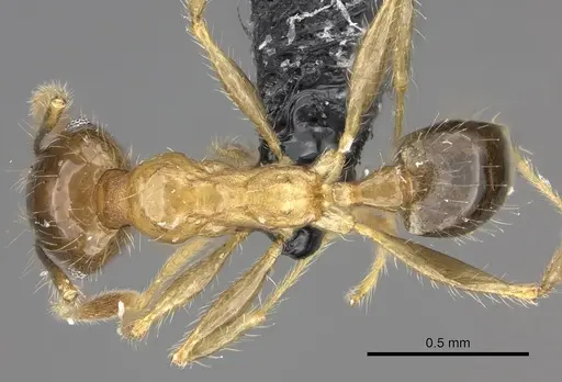 Pheidole megacephala specimen CASENT0235192 image casent0235192_1