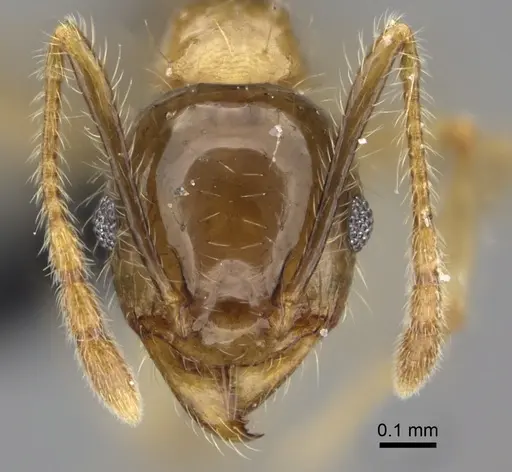 Pheidole megacephala specimen CASENT0235192 image casent0235192_2