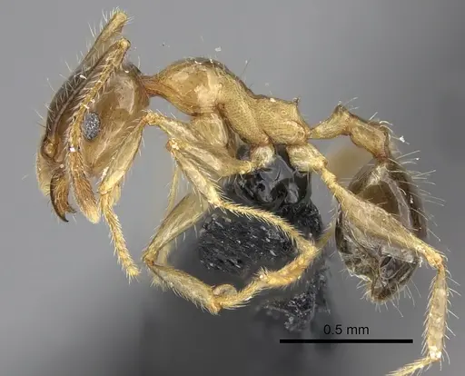 Pheidole megacephala specimen CASENT0235192 image casent0235192_3