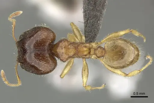 Pheidole megacephala specimen CASENT0235966 image casent0235966_1