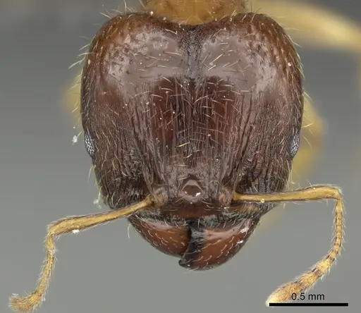 Pheidole megacephala specimen CASENT0235966 image casent0235966_2