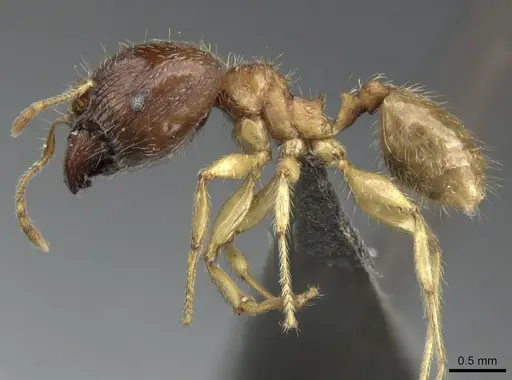 Pheidole megacephala specimen CASENT0235966 image casent0235966_3