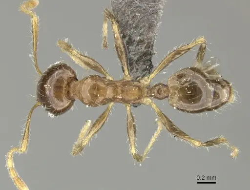 Pheidole megacephala specimen CASENT0235967 image casent0235967_1