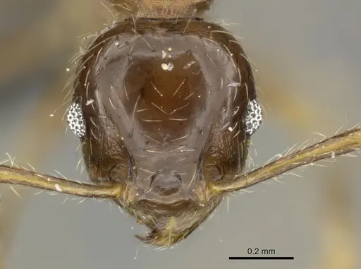 Pheidole megacephala specimen CASENT0235967 image casent0235967_2